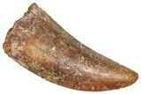 Raptor Tooth - Real Dinosaur Tooth #371462-1